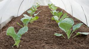 Как вырастить белокачаную капусту