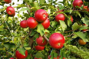 Спелые яблоки - Пепин шафранный