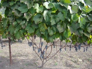 Как растет амурский виноград