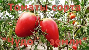 Куст томатов сорта Чудо земли