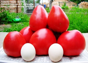 Краткое описание томатов Чудо земли