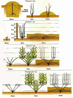 Схемы посадки винограда