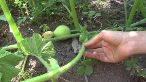 Выращивание и прищипывание тыквы на участке