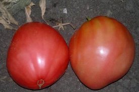 Сорт томатов томатов Вельможа