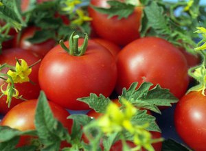 Описание сорта томатов Джина