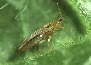 Табачный луковый трипс - это распространённое насекомое-вредитель