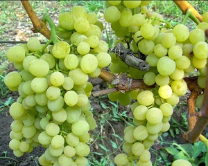 Кишмиш 342 - гибридная форма винограда очень раннего срока созревания 