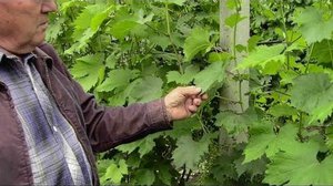 Зеленые операции занимают большую часть работ по уходу за плодоносящим виноградом