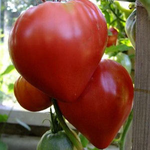 Как выглядит скороспелый томат