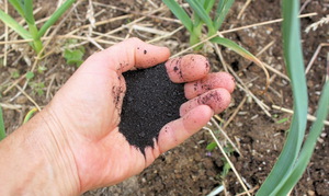 Недостаток минеральных веществ в почве как причина пожелтения чеснока