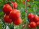 Выращивание помидор в тепличных условиях
