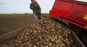 Урожай картофеля  