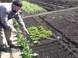 Как посадить укроп и петрушку  