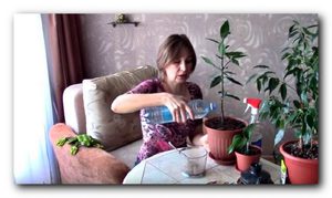 Удобрения для комнатных растений - подкормка лавра