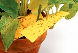 Причины мошек на растениях