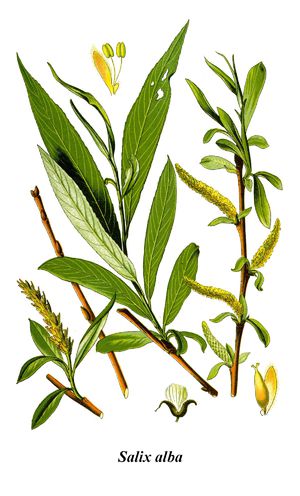 Ива кудрявая свердловская – оригинальное морозоустойчивое лиственное растение из семейства Ивовых