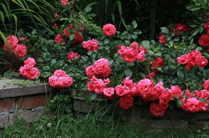 Как вырастить почвопокровные розы