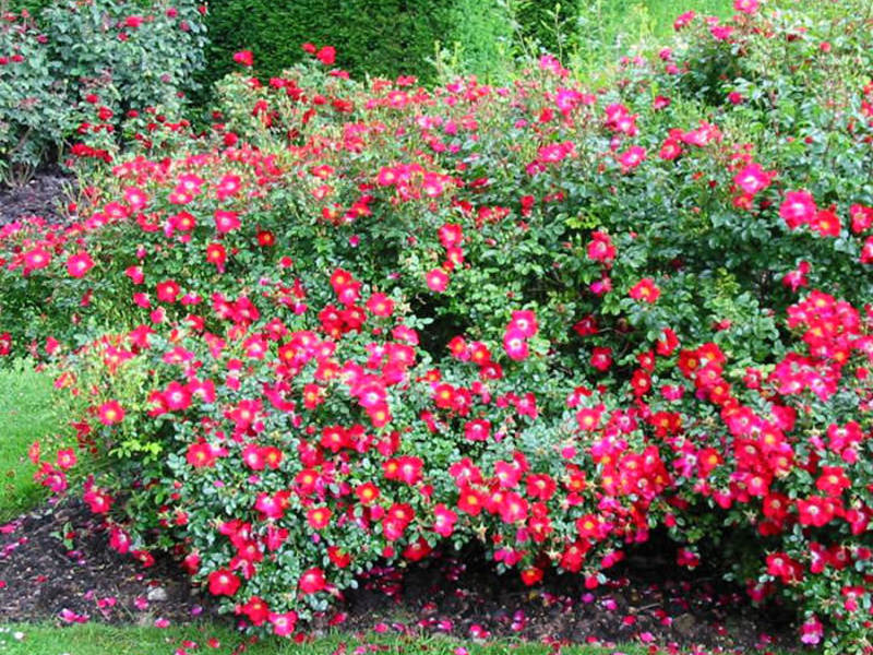 Розы в саду на дачной участке