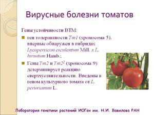 Вирусные болезни томатов  
