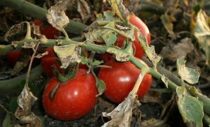 Болезни помидоров (томатов)  