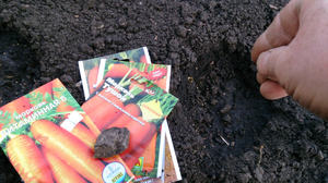 Как вырастить рассаду моркови