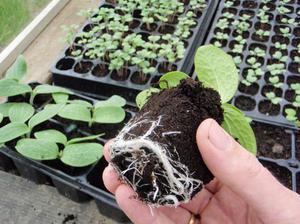 Как посадить кабачки на рассаду