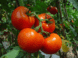 Разновидности сортов помидоров