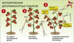 Как правильно формировать куст помидоров