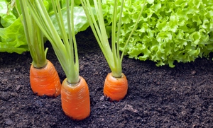 Способ посадки морковки