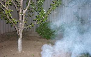Способы применения табачной пыли от садовых вредителей