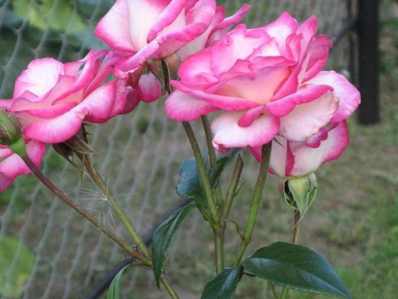 Посадка сорта роз в открытый грунт