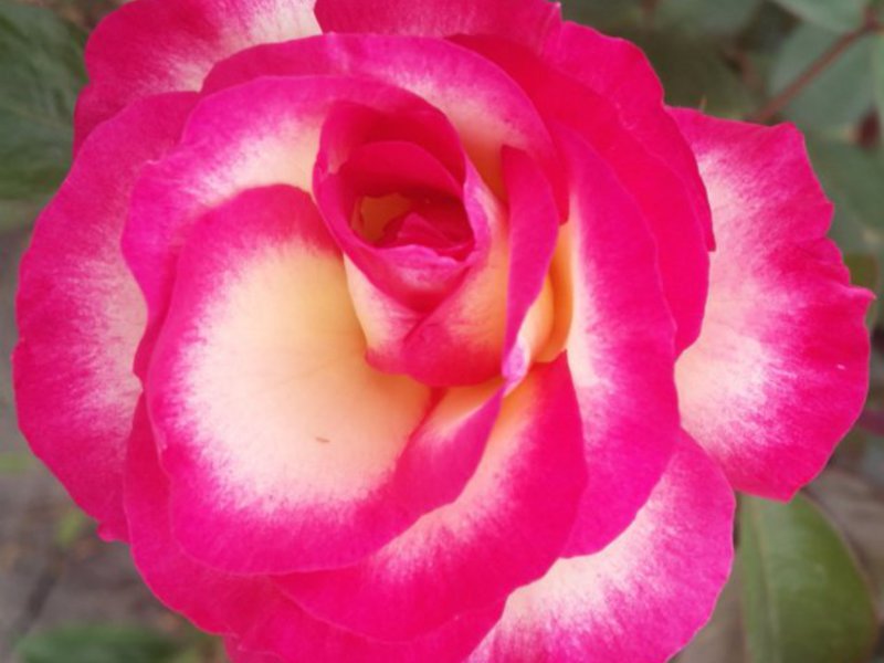Роза хендель  в саду