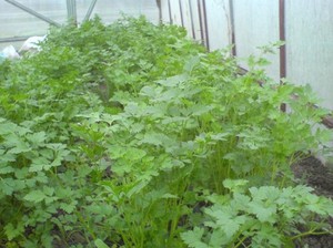 Выращивание зелени и овощей 