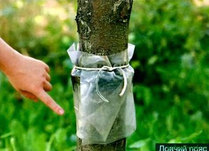 Как защитить дерево от вредителей