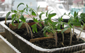 Почва для рассады помидоров