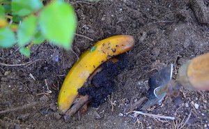 Удобрение из банановой шкурки