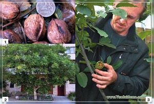Как защищать дерево грецкого ореха