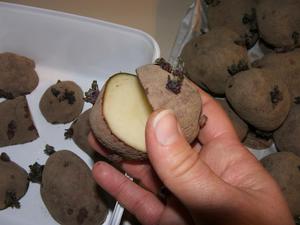 Праивла посадки картофеля