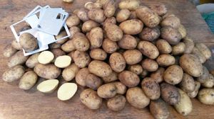 Особенности посадки картофеля