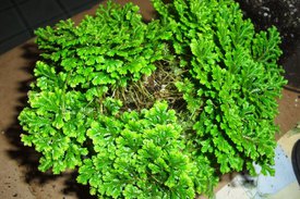Комнатное растение Селагинелла