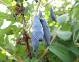 Плоды Голубое веретено