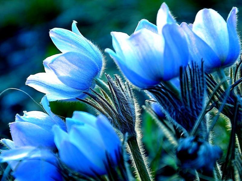 Голубые цветы сон травы