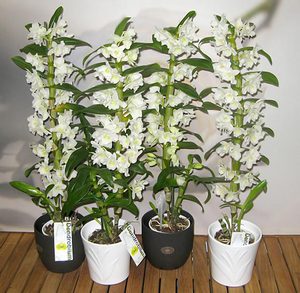 Особенности орхидеи