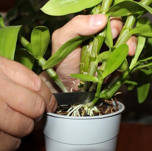 Описание орхидеи Дендробиум