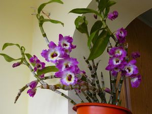 Как размножается орхидея
