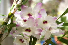 Описание орхидеи Дендробиум