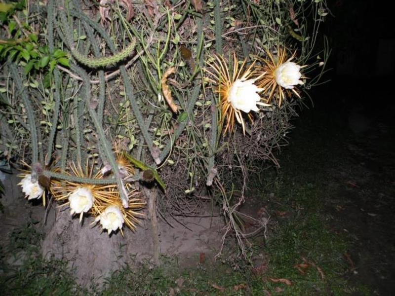 Цветение кактуса Selenicereus в природе
