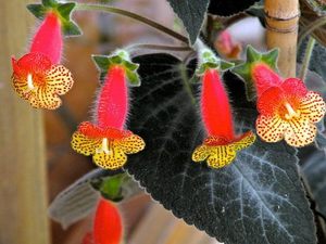 Растение калерия в период цветения