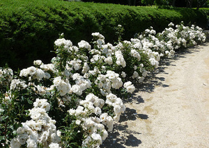 Использование розы в дизайне парков