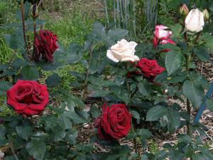 Полив и влажность для розы